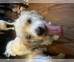 Havanese Dogs for adoption in Staten Island, NY, USA