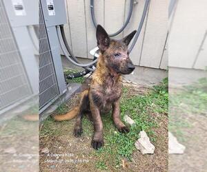 Mutt Dogs for adoption in San Antonio, TX, USA