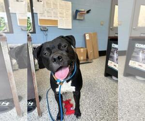 American Pit Bull Terrier-Unknown Mix Dogs for adoption in Front Royal, VA, USA
