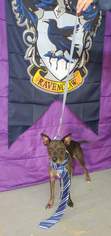 American Rat Pinscher Dogs for adoption in Trenton, MO, USA