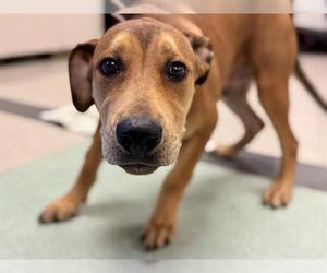 American Pit Bull Terrier-Unknown Mix Dogs for adoption in Santa Rosa, CA, USA