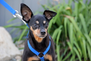 Miniature Pinscher Dogs for adoption in Mount Carmel, IL, USA