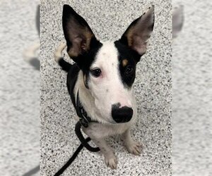 Border Collie-Unknown Mix Dogs for adoption in Canfield, OH, USA