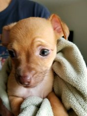 Medium Photo #1 Chin-wa Puppy For Sale in Wylie, TX, USA