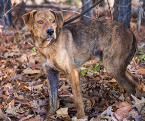 Mountain Cur-Unknown Mix Dogs for adoption in Clarkesville, GA, USA