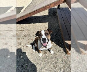 Boxador Dogs for adoption in Frisco, CO, USA
