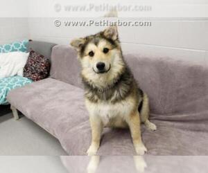 Alaskan Malamute-German Shepherd Dog Mix Dogs for adoption in Grasswood, Saskatchewan, Canada