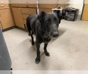 German Shepherd Dog Dogs for adoption in Modesto, CA, USA