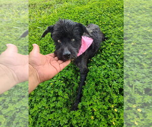 Shih Tzu-Unknown Mix Dogs for adoption in New York, NY, USA