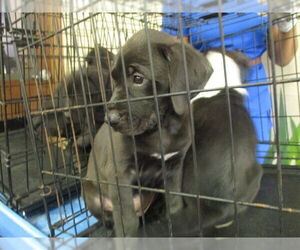 Labrador Retriever-Unknown Mix Dogs for adoption in Ocala, FL, USA