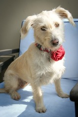 Dandie Dinmont Terrier-Glen of Imaal Terrier Mix Dogs for adoption in Redondo Beach, CA, USA