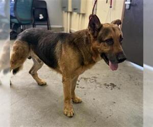 German Shepherd Dog Dogs for adoption in Camarillo, CA, USA