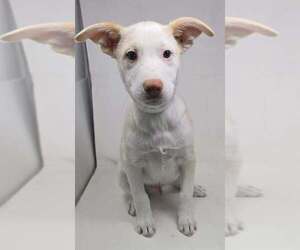 Basenji-Labrador Retriever Mix Dogs for adoption in Brewster, NY, USA