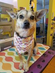 Chi-Corgi Dogs for adoption in Germantown, OH, USA