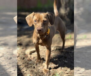 Dachshund-Unknown Mix Dogs for adoption in Sequim, WA, USA