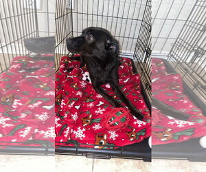 Labrador Retriever-Unknown Mix Dogs for adoption in New Orleans, LA, USA