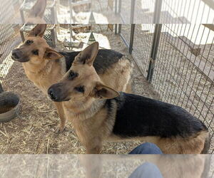 German Shepherd Dog Dogs for adoption in Golden Valley, AZ, USA