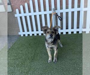 Australian Shepherd-Dutch Shepherd  Mix Dogs for adoption in Modesto, CA, USA