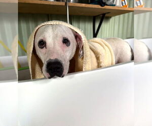 American Pit Bull Terrier-American Staffordshire Terrier Mix Dogs for adoption in Wenonah, NJ, USA