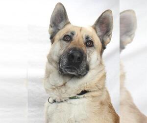 German Shepherd Dog-Unknown Mix Dogs for adoption in Burbank, CA, USA
