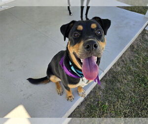 Rottweiler-Unknown Mix Dogs for adoption in Ocala, FL, USA