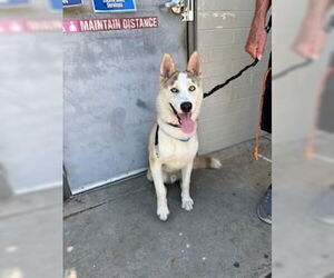 Siberian Husky Dogs for adoption in Stockton, CA, USA