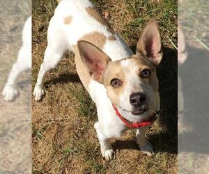 Rat Terrier-Unknown Mix Dogs for adoption in Clarkston, MI, USA
