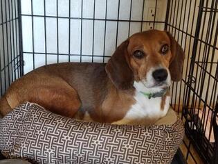 Medium Photo #1 Beagle Puppy For Sale in Walnutport, PA, USA