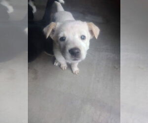 Mutt Dogs for adoption in Williamsburg, NM, USA