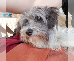 Shih Tzu Dogs for adoption in Wahpeton, ND, USA