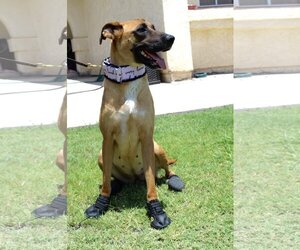 Boxer-Unknown Mix Dogs for adoption in El Centro, CA, USA