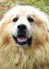 Great Pyrenees Dogs for adoption in Nashville, IN, USA
