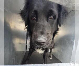 Labrador Retriever Dogs for adoption in San Antonio, TX, USA
