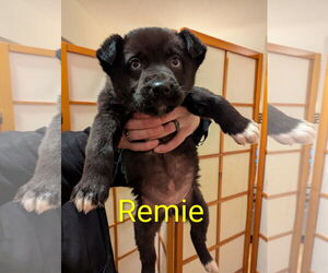 Gerberian Shepsky Dogs for adoption in Princeton, MN, USA