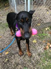 Doberman Pinscher-Unknown Mix Dogs for adoption in Green Bay, WI, USA