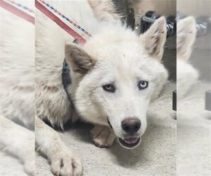 Siberian Husky Dogs for adoption in Bakersfield, CA, USA