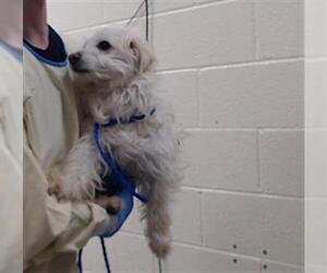 --Unknown Mix Dogs for adoption in Denver, CO, USA