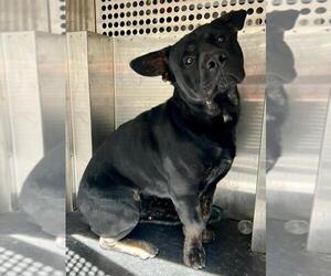 American Pit Bull Terrier-Basset Hound Mix Dogs for adoption in Woodland, CA, USA