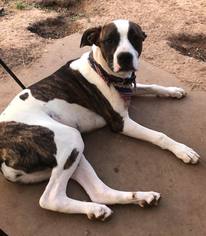 Mutt Dogs for adoption in Lawton, OK, USA