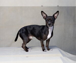 Chihuahua-Unknown Mix Dogs for adoption in Jackson, CA, USA
