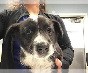 German Shepherd Dog Dogs for adoption in Riverside, CA, USA