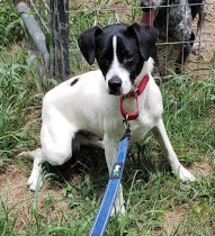 Rat Terrier Dogs for adoption in Alexander, AR, USA