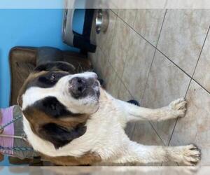 Saint Bernard Dogs for adoption in Goodyear, AZ, USA