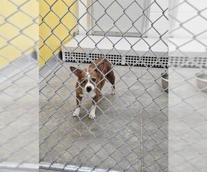 Chihuahua-Unknown Mix Dogs for adoption in Temple, TX, USA