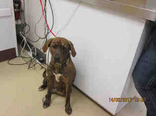 Plott Hound Dogs for adoption in Lacombe, LA, USA