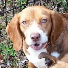 Medium Photo #1 Beagle Puppy For Sale in Hamilton, GA, USA