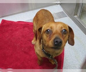 Beagle-Unknown Mix Dogs for adoption in Orange, CA, USA