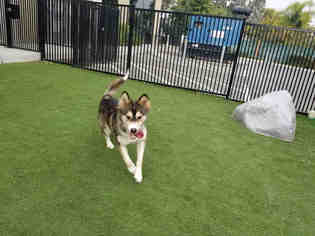 Siberian Husky Dogs for adoption in Santa Clara, CA, USA