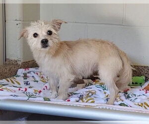 Norfolk Terrier-Unknown Mix Dogs for adoption in Springfield, MA, USA