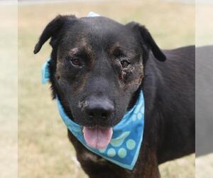 Labrador Retriever-Unknown Mix Dogs for adoption in San Antonio, TX, USA